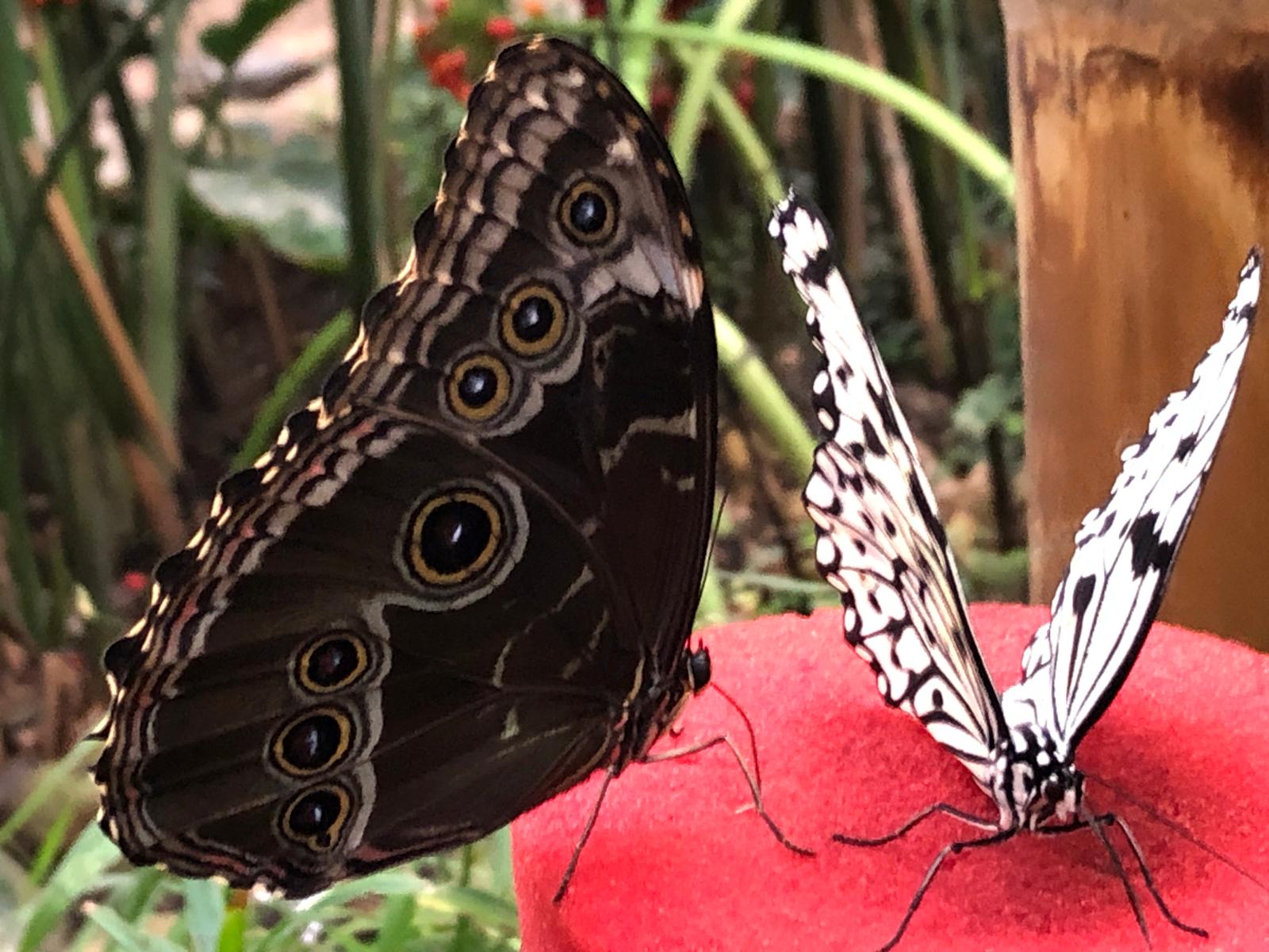 Schmetterlingsgarten